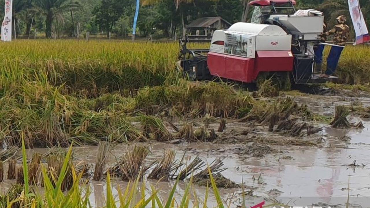 Jangan Puas! Gubernur Sumsel Ingatkan Petani Tingkatkan Produksi Padi Sumsel, Target Peringkat 5 Nasional Bisa Lebih Tinggi