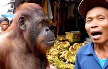 Video AI ini Perlihatkan Orangutan Lagi Ngevlog di Sebuah Pasar Pakai Bahasa Indonesia