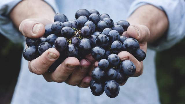 Ilustrasi anggur