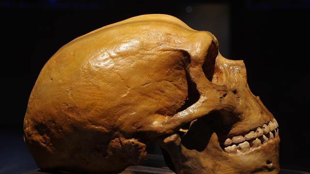 21 Ciri-Ciri Homo Sapiens, Beserta Jenis dan Penemuannya di Indonesia