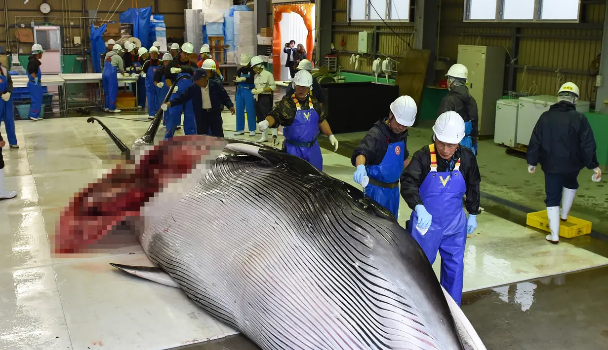 Pekerja menuangkan sake ketubuh Paus Minke yang ditangkap di Kushiro, Hokkaido, Jepang (1/7/2019). Keputusan perburuan Paus Minke tersebut mengundang kecaman dari para aktivis dan negara-negara antiperburuan paus. (AFP Photo/Kazuhiro Nogi)