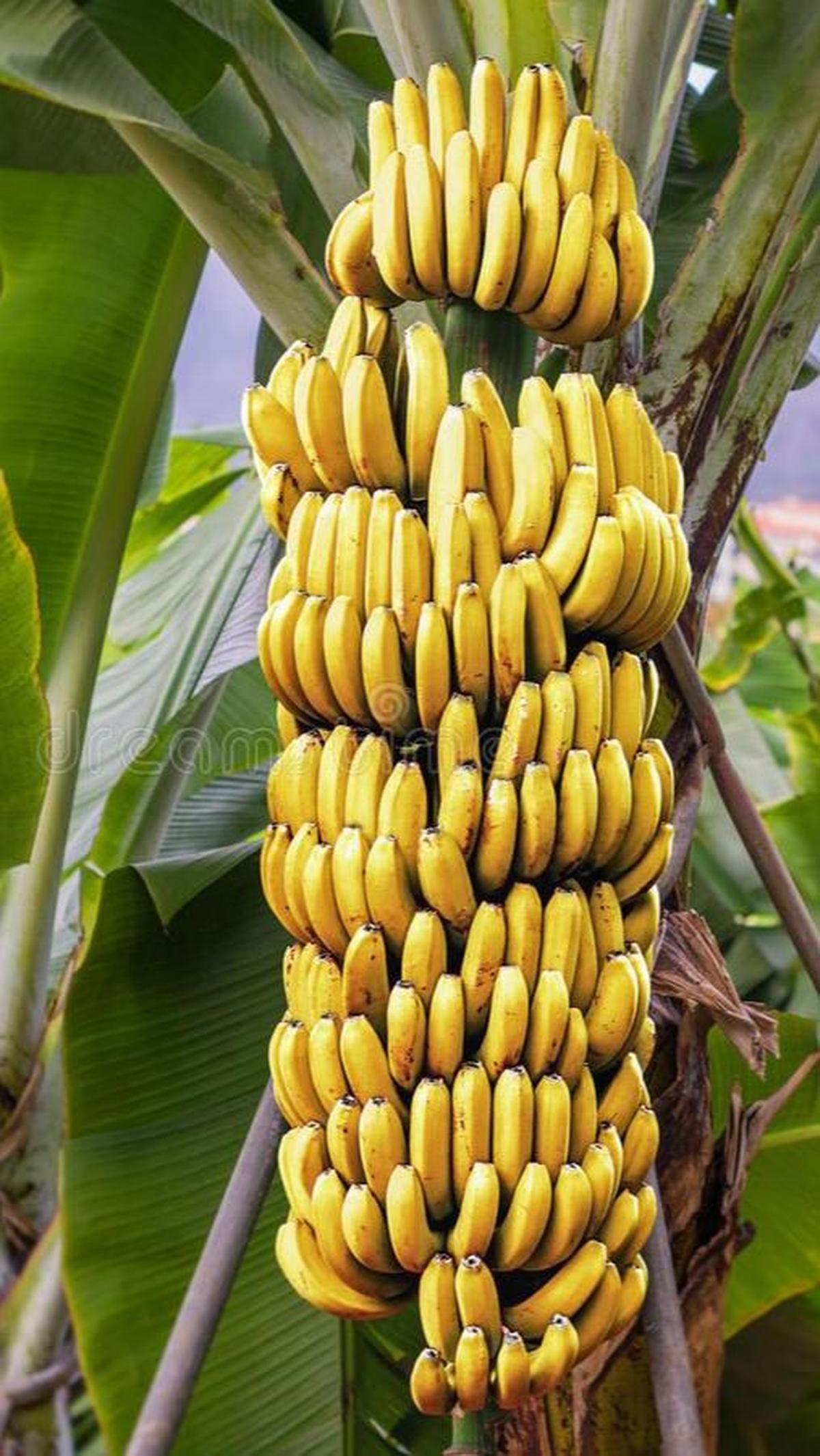 Pisang