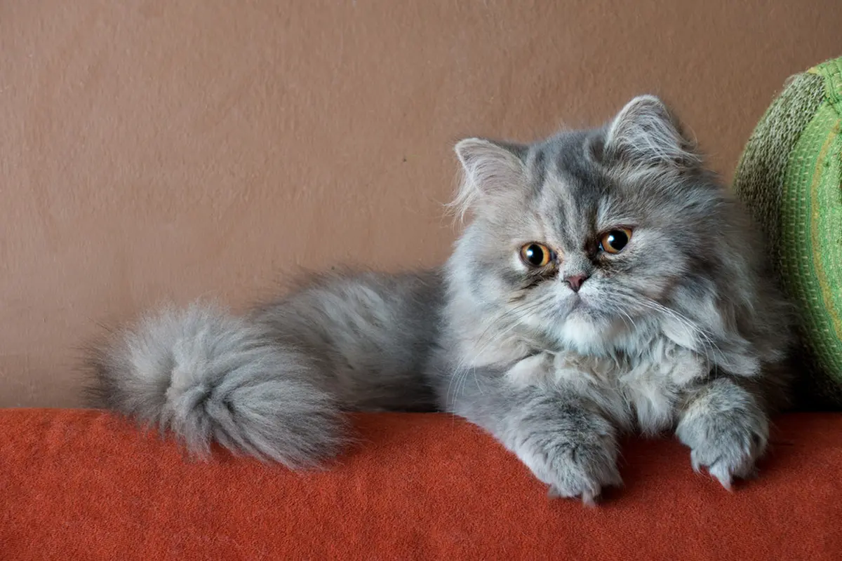 Kucing Ini Balas Budi Bantu Majikan Momong Anak