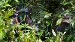 Prajurit TNI berkamuflase saat latihan perang gerilya di Hutan Mata Ie, Banda Aceh, Aceh, Rabu (2/1). Latihan dilakukan untuk meningkatkan kemampuan prajurit TNI dalam menjaga keutuhan NKRI dari ancaman dalam dan luar negeri. (CHAIDEER MAHYUDDIN/AFP)