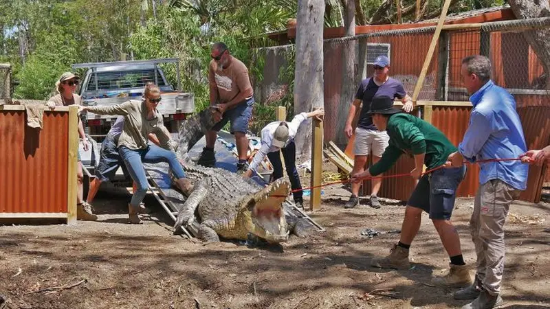 Buaya Krakatau di Queensland, Australia, masih belum mantap untuk kawin di tengah pandemi COVID-19.