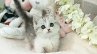 8 Small Cat Breeds That Are Cute Like a Kitten