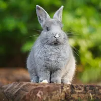 Ilustrasi Kelinci/https://unsplash.com/Janan Lagerwall