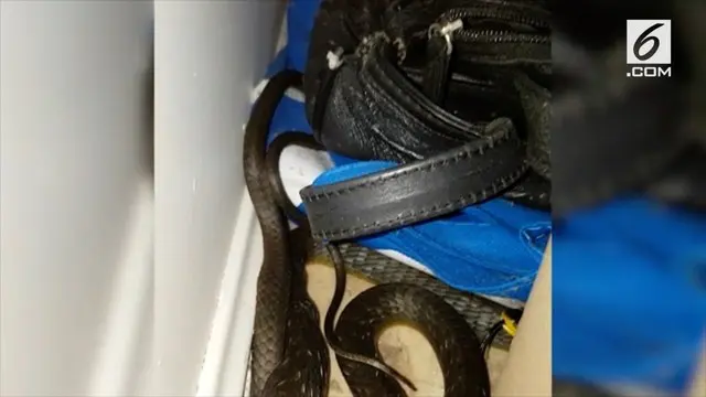 Mengerikan, seekor ular ditemukan di tumpukan ikat pinggang milik seorang Wanita di Queensland, Australia.