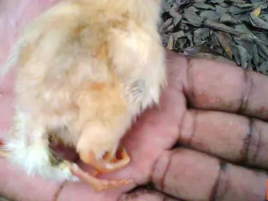 Citizen6, Magelang: Ayam menetas dengan jumlah kaki empat, di Dusun Grogol, Desa Payaman, Kecamatan Secang, Kabupaten Magelang, Provinsi Jawa Tengah, Indonesia. (Pengirim: Niken)