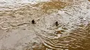 Pemandangan saat anak-anak berenang di derasnya arus Sungai Ciliwung, Rawajati, Jakarta, Selasa (6/2). Anak-anak tidak memperhatikan bahaya yang mengancam nyawa mereka. (Liputan6.com/Immanuel Antonius)