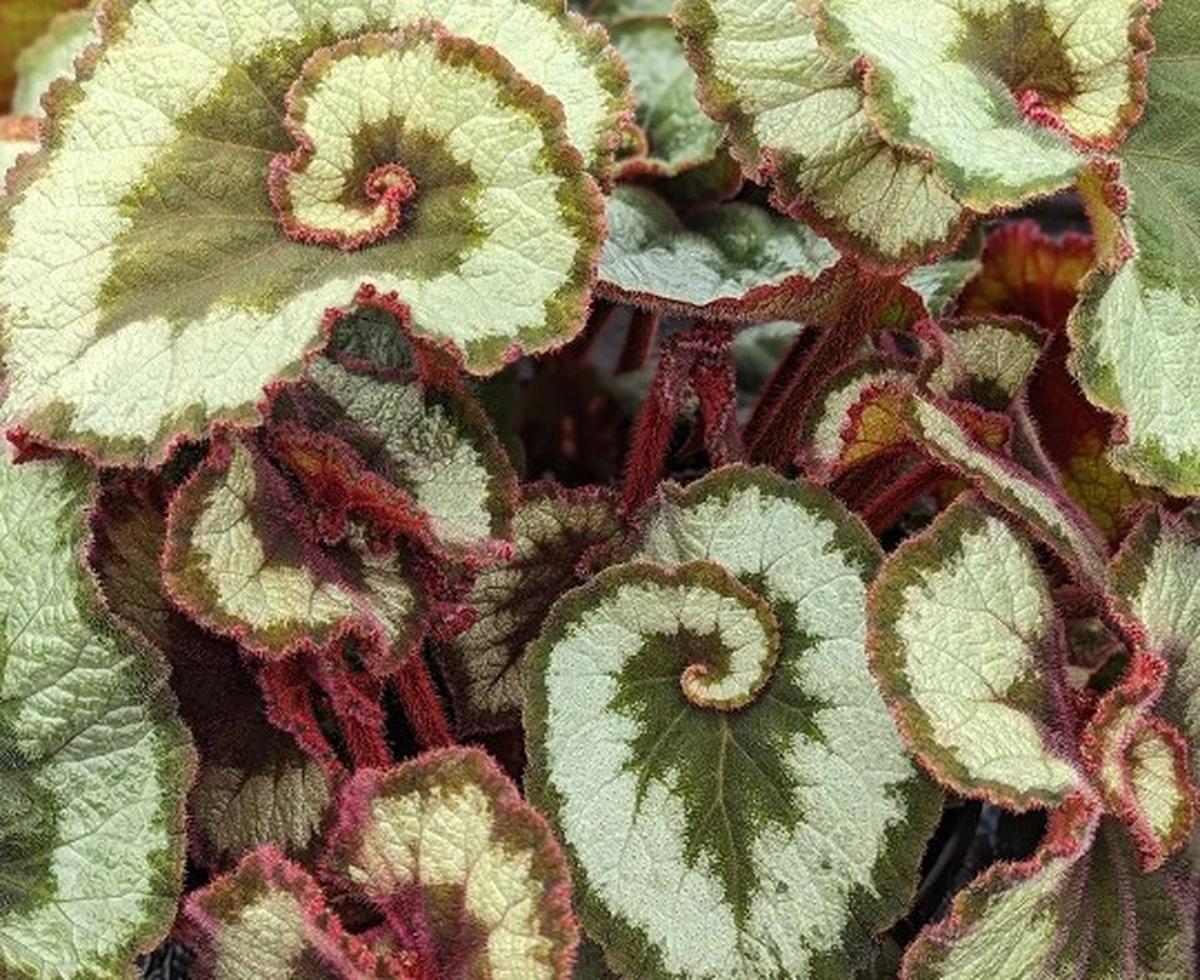 Begonia Escargot