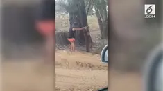 Seorang wanita tertegun saat meilhat koala yang haus. Ia tak tinggal diam dengan memberikan minum. Aksi wanita asal Australia ini pun banjir pujian.