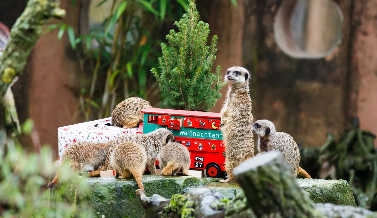 Kawanan meerkat mengambil makanan dari dalam kado hadiah Natal yang diberikan pihak kebun binatang di Hanover, Jerman, Selasa (19/12). Beragam reaksi muncul saat binatang penghuni kebun binatang itu menerima kado. (PHILIPP VON DITFURTH/DPA /AFP)