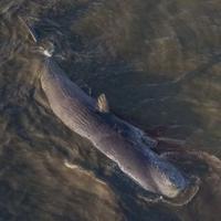 Cegah Pencemaran Udara, Bangkai Paus Sperma di Pantai Kolaka Akan Ditarik ke Laut Lepas