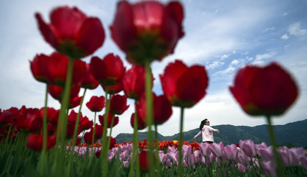 Acara ini berlangsung dari 14 April hingga 14 Mei mendatang. (Darryl Dyck/The Canadian Press via AP)