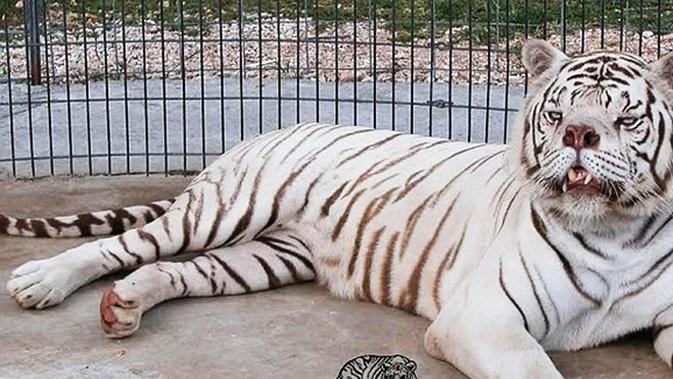 Kasihan Harimau Ini Dijuluki Sebagai Harimau Terjelek Di Dunia Lifestyle Fimela Com Ketika hati tersakiti, kadang kita nggak bisa balas dendam dan hanya kata. dijuluki sebagai harimau terjelek