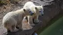 Dua dari bayi beruang kutub kembar tiga yang lahir pada Desember tahun lalu terlihat di taman hiburan Marineland di Kota Antibes, Prancis, Kamis (14/5/2020. (Xinhua/Serge Haouzi)