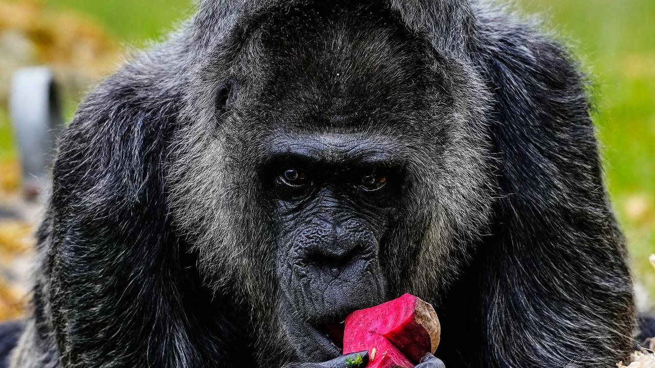 FOTO:  Momen Ulang Tahun ke 69 Fatou,  Gorila Tertua di Dunia