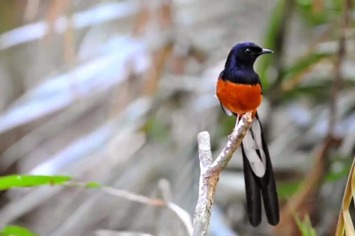 Tips Merawat Burung Murai Batu Agar Sering Berkicau