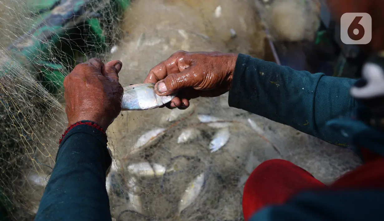 Nelayan mengumpulkan ikan hasil tangkapan di Pelabuhan Cilincing, Jakarta, Selasa (1/3/2022). Sejumlah komoditas ikan laut di pasaran mengalami kenaikan harga hingga 5 persen disebabkan cuaca buruk di laut dalam sepekan terakhir sehingga nelayan berhenti melaut sementara. (merdeka.com/Imam Buhori)