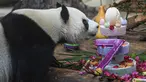 Panda raksasa bernama Shunshun menikmati kue ulang tahun di Taman Margasatwa dan Kebun Raya Tropis Hainan di Haikou, Provinsi Hainan, China selatan, pada 27 Agustus 2020. Taman tersebut mengadakan perayaan ulang tahun ketujuh untuk dua panda raksasa pada Kamis (27/8). (Xinhua/Pu Xiaoxu)