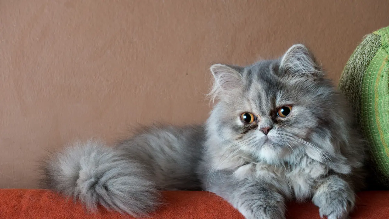 Kucing Ini Balas Budi Bantu Majikan Momong Anak