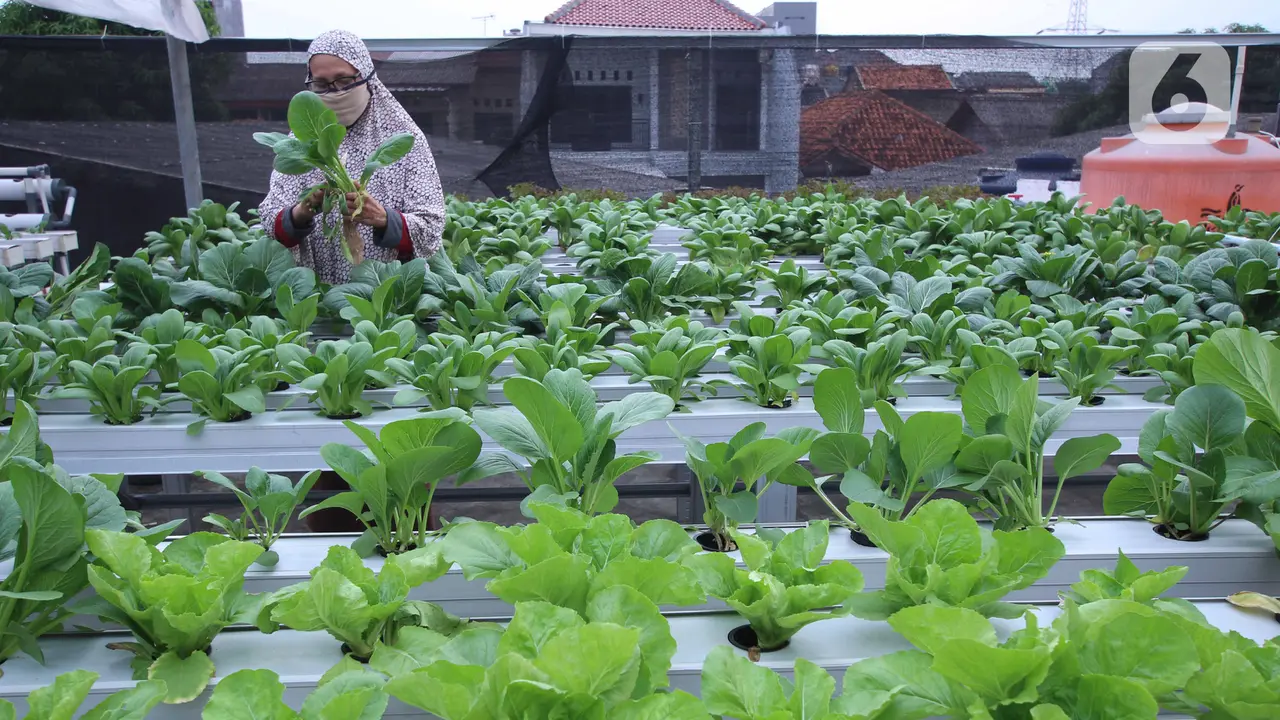 Menyulap Atap Rumah Jadi Kebun Sayur Hidroponik