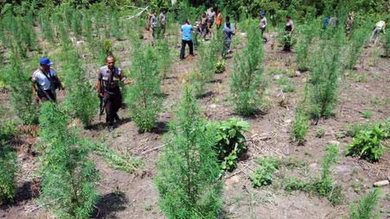 ladang ganja