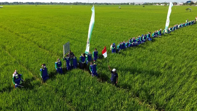 Petani