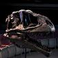 Fosil dinosaurus Meraxez Gigas, yang berkepala besar menyerupai makhluk mitos di Eropa, Gargoyle, ditemukan di Argentina. (Luis Robayo/AFP)
