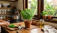 10 Tanaman Aromatic Mini yang Cocok untuk Dapur, Teras, hingga Meja Kerja