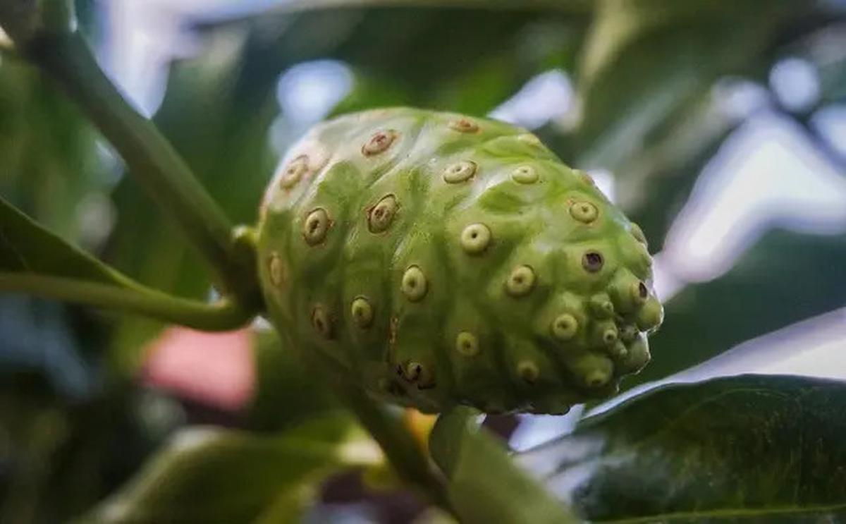Mengenal Manfaat Buah Mengkudu untuk Menurunkan Kolesterol dan Meningkatkan Kekebalan Tubuh