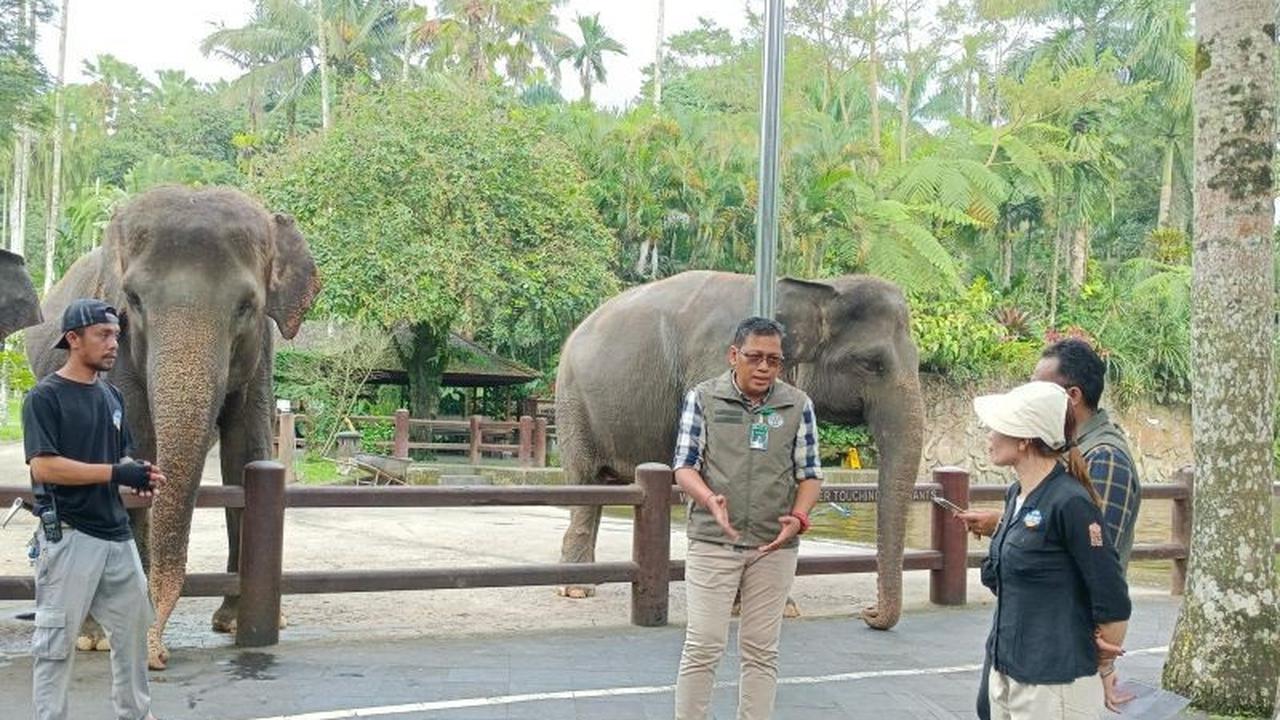 BKSDA Bali Pastikan Penghentian Gajah Tunggang di Mason Park Sesuai Regulasi