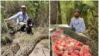 Seorang pemburu ular Piton di Everglades, Florida, baru-baru ini menangkap ular betina berukuran 16 kaki yang sedang mengandung lebih dari 60 telur. (Dok: MARTIN COUNTY TRAPPING & WILDLIFE RESCUE)