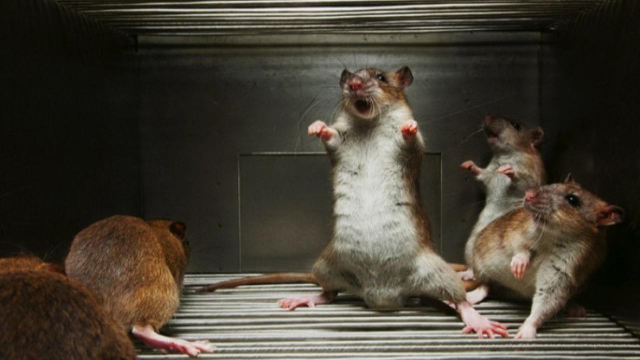 Ilustrasi tikus di rumah. Foto: Homeremedyhacks