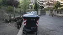 Babi hutan memakan sampah di dekat tempat sampah di Roma, Italia pada 24 September 2021. Tempat sampah Roma yang terkenal meluap menjadi magnet bagi gerombolan babi hutan yang muncul dari taman di sekitar kota untuk berkeliaran di jalanan mencari makanan. (AP Photo/Gregorio Borgia)