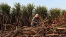Seorang petani mengumpulkan tebu untuk dijual di pabrik gula di Modinagar di Ghaziabad, New Delhi, (31/1). Pemerintah India akan fokus pada sektor pertanian dalam anggaran tahunannya yang dirilis pada 1 Februari. (AFP Photo/Prakash Singh)