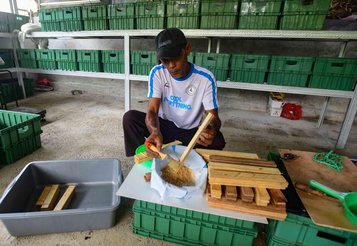 FOTO: Budidaya Maggot Bantu Warga Terdampak PHK di Depok