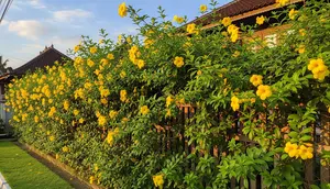 8 Jenis Tanaman Rambat Cepat Tumbuh untuk Pagar Rumah Biar Tidak Panas