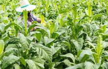 Curhat Petani Tembakau, Khawatir Penjualan Hasil Panen Anjlok