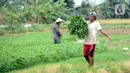 Petani sedang memanen sayuran segar berbagai jenis seperti Kangkung, Sawi dan bayem di Kelurahan Batusari,  Batuceper, Kota Tangerang,  Banten, Selasa (22/12/2020). Permintaan sayur mayur segar di pasar induk Tangerang dan Jakarta meningkat jelang Natal dan tahun baru 2021. (merdeka.com/Dwi Narwoko)