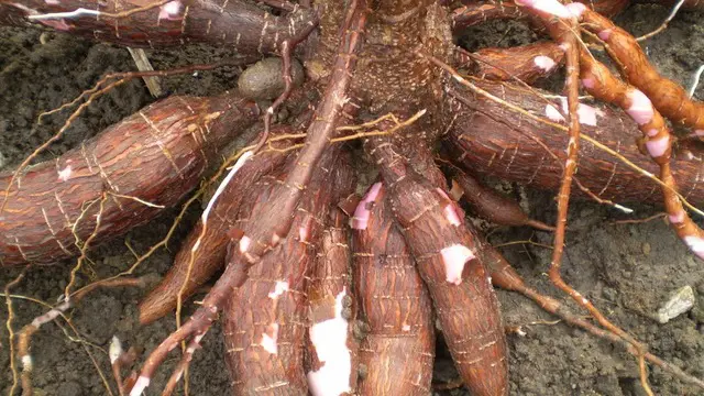 Masing-masing negara ini punya makanan khas yang siap menggoyang lidah. Tapi, dibalik rasa enak yang diberikan, makanan-makanan ini menyimpan bahaya yang mengerikan. 