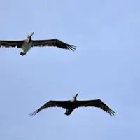 Orang jahil memberi burung-burung di pantai obat pencuci perut terekam dalam video di bawah ini (foto:istimewa) 