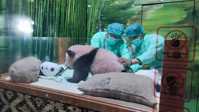 Bayi Panda Satrio Wiratama Siap Dikenalkan ke Publik Mulai 30 Mei 2026