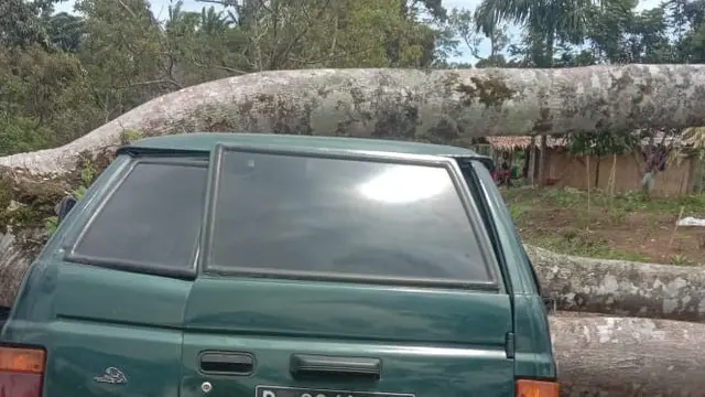 Pohon Tumbang