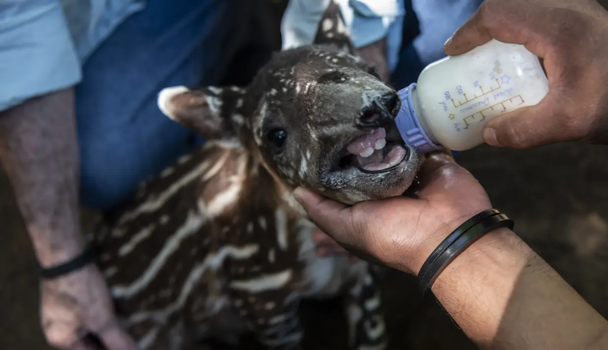 Dokter hewan Eduardo Sacasa dan penjaga Kebun Binatang Nasional memberi makan tapir berumur satu tahun bernama "Milagro" di Masaya, Nikaragua, pada 10 Desember 2020. Tapir adalah salah satu mamalia yang terancam punah di Nikaragua akibat degrasi habitatnya. (Inti OCON / AFP)