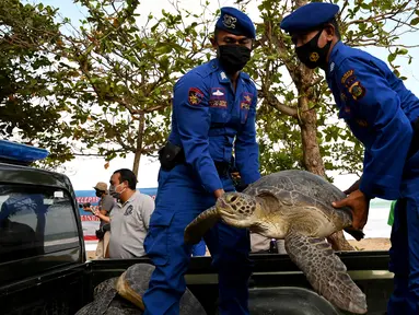 Anggota Ditpolairud Polda Bali menggotong penyu hijau (Chelonia mydas) saat pelepasliaran di Pantai Kuta, dekat Denpasar, Rabu (5/8/2020). Sebanyak 25 dari 36 ekor penyu hijau hasil sitaan dari upaya penyelundupan di perairan Serangan, Denpasar, dilepasliarkan. (SONNY TUMBELAKA/AFP)