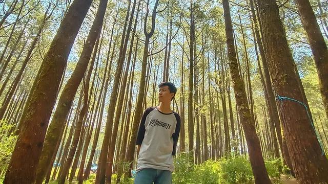 6 Wisata Hutan Pinus Mengagumkan Yang Sayang Dilewatkan