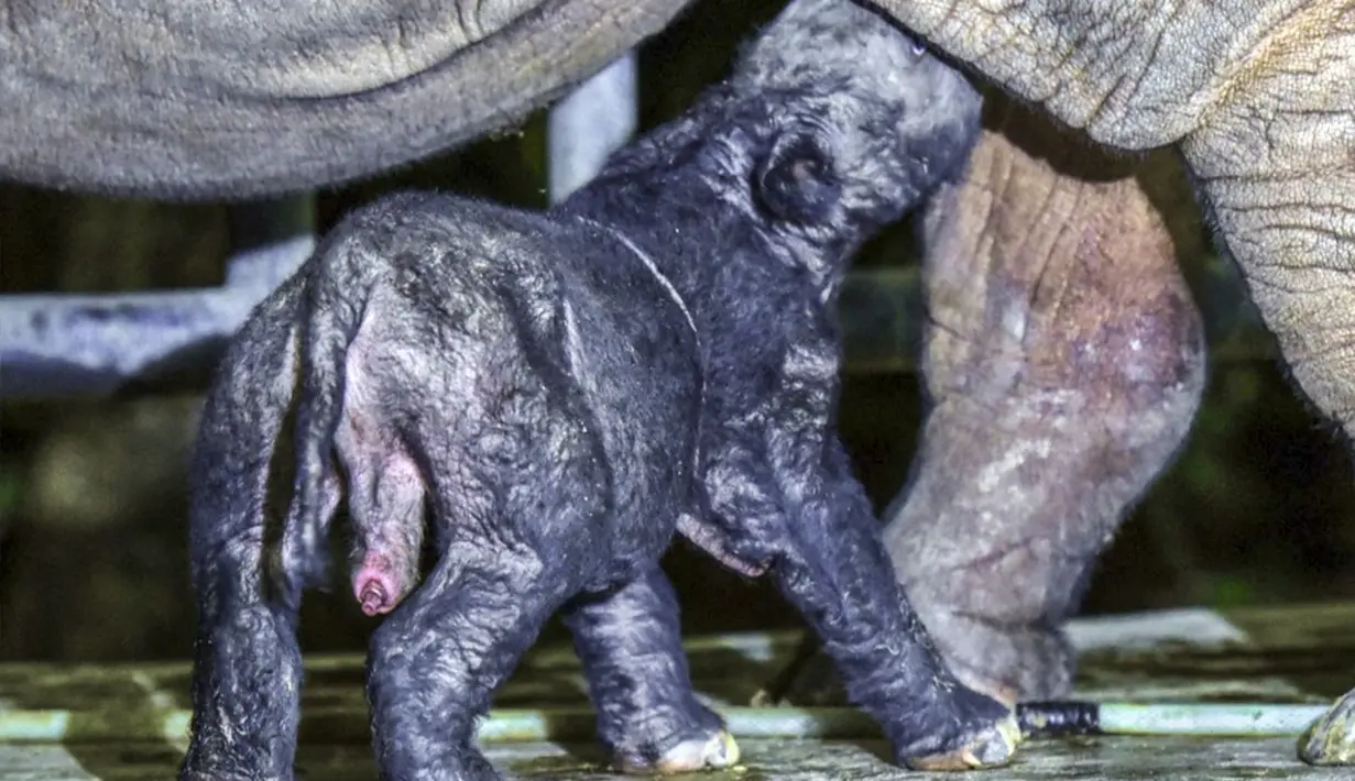 Suaka Rhino Sumatera Taman Nasional Way Kambas (SRS TNWK) mendapat kado istimewa jelang akhir tahun berupa lahirnya anak badak sumatera (dicerorhinus sumatrensis) jantan dari induk bernama Delilah di Suaka Rhino Sumatera pada Sabtu 25 November 2023. (Handout/Indonesian Ministry of Environment and Forestry/AFP)