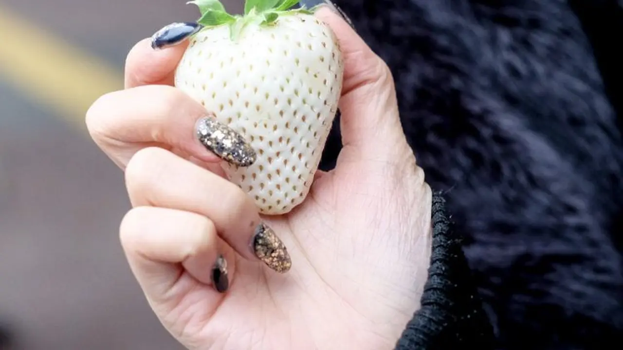 Strawberry Putih Termahal